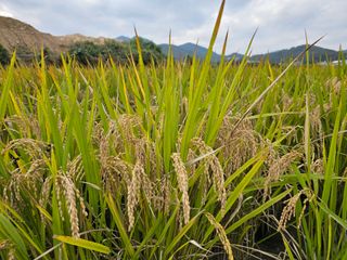넥스젠님의 벼 · 영농일지 작성글 사진