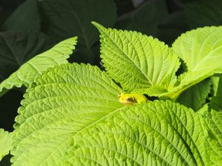 준영농장 출석왕.님의 들깨 · 영농일지 작성글 사진