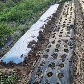 초록하늘별님의 시금치 · 영농일지 작성글 사진