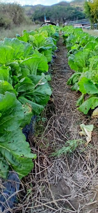 정연섭님의 기타작물 · 영농일지 작성글 사진