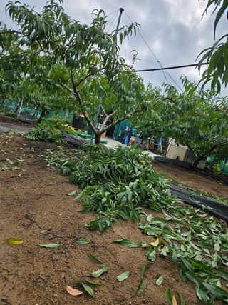 김인하님의 복숭아 · 영농일지 작성글 사진