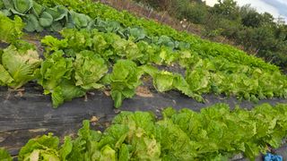 들깨고추아줌마님의 기타작물 · 영농일지 작성글 사진