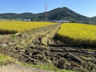 단감대봉시금치당님의 벼 · 영농일지 작성글 사진