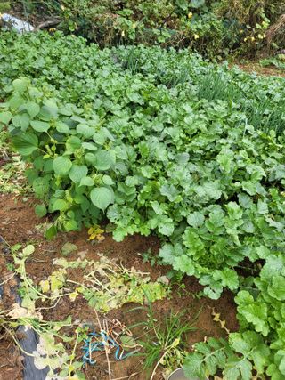 최병우님의 기타작물 · 영농일지 작성글 사진