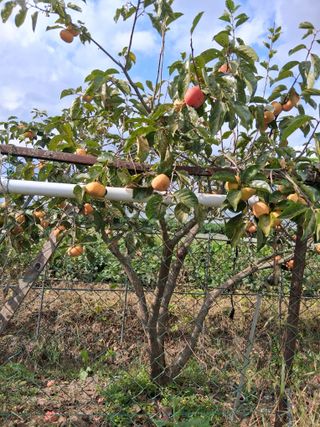 양파15542님의 고구마 · 영농일지 작성글 사진