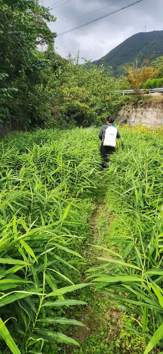 최군환님의 기타작물 · 영농일지 작성글 사진