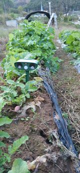 팜모닝 기타작물·영농일지 게시글 이미지