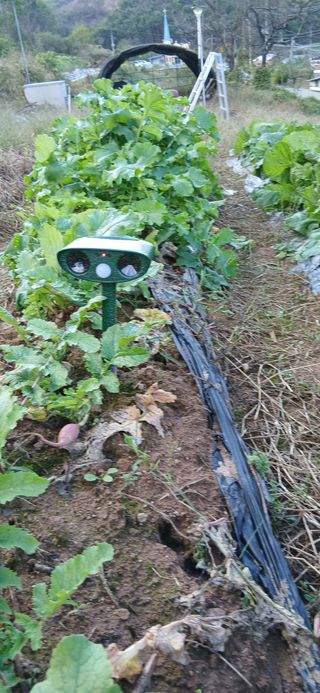 정연섭님의 기타작물 · 영농일지 작성글 사진