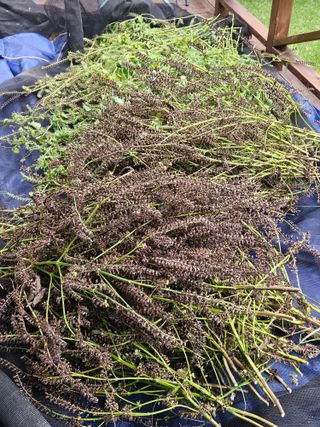 김해열님의 기타작물 · 영농일지 작성글 사진