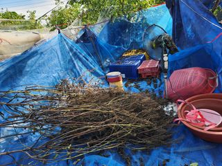 알 수 없음님의 들깨 · 영농일지 작성글 사진