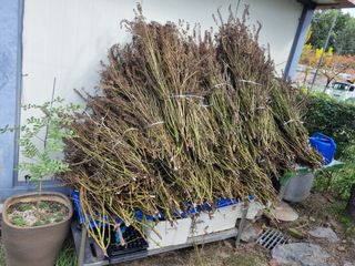 박병철님의 들깨 · 영농일지 작성글 사진