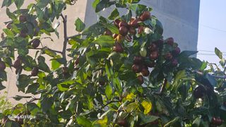 임일재님의 들깨 · 영농일지 작성글 사진