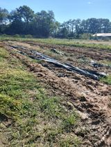 팜모닝 기타작물·영농일지 게시글 이미지