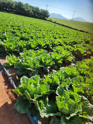 김저팔계님의 배추 · 영농일지 작성글 사진