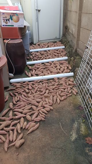 써니님의 고구마 · 영농일지 작성글 사진