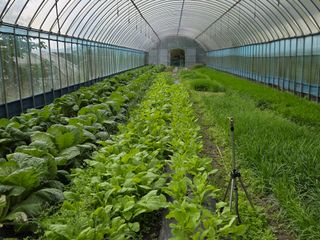 윤자용11대임후회장님의 배추 · 영농일지 작성글 사진