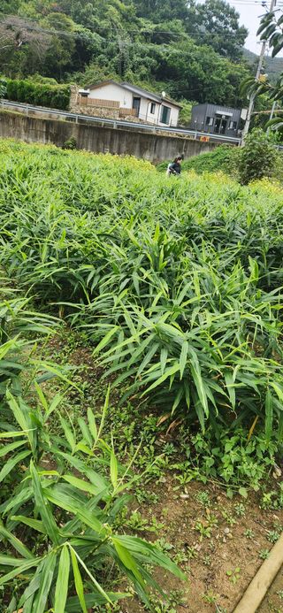 최군환님의 기타작물 · 영농일지 작성글 사진