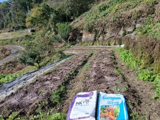 한골머스마님의 마늘 · 영농일지 작성글 사진