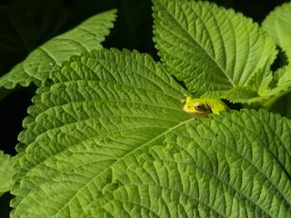 준영농장 출석왕.님의 들깨 · 영농일지 작성글 사진