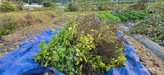 산골아찌님의 들깨 · 영농일지 작성글 사진