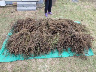 박병철님의 들깨 · 영농일지 작성글 사진