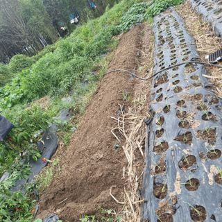 초록하늘별님의 양파 · 영농일지 작성글 사진