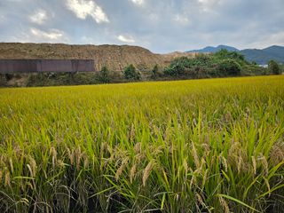 넥스젠님의 벼 · 영농일지 작성글 사진
