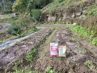 한골머스마님의 마늘 · 영농일지 작성글 사진