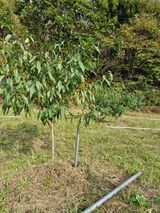 팜모닝 복숭아·영농일지 게시글 이미지