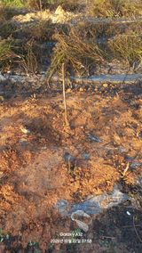 팜모닝 기타작물·영농일지 게시글 이미지