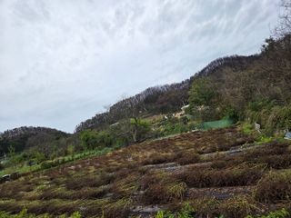 민원기님의 들깨 · 영농일지 작성글 사진