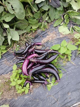 한골머스마님의 마늘 · 영농일지 작성글 사진