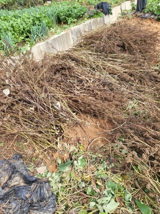 최병우님의 들깨 · 영농일지 작성글 사진