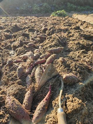 김용석님의 고구마 · 영농일지 작성글 사진