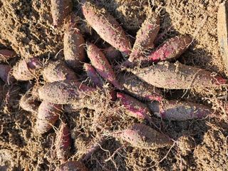 김용석님의 고구마 · 영농일지 작성글 사진