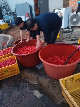 홍순오님의 고추 · 영농일지 작성글 사진