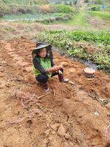 팜모닝 고구마·영농일지 게시글 이미지