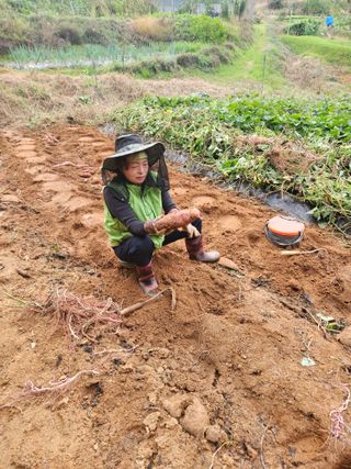 장흥식님의 고구마 · 영농일지 작성글 사진