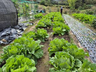 이준영님의 기타작물 · 영농일지 작성글 사진