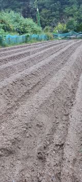 팜모닝 양파·영농일지 게시글 이미지