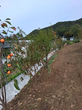 양파15542님의 고구마 · 영농일지 작성글 사진