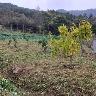 김건우님의 기타작물 · 영농일지 작성글 사진