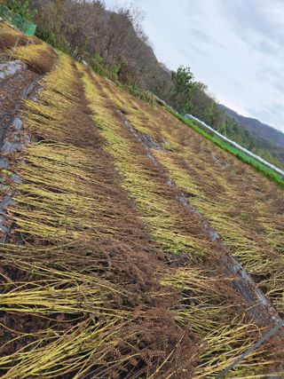 민원기님의 들깨 · 영농일지 작성글 사진