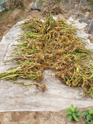 샤이니바다님의 기타작물 · 영농일지 작성글 사진