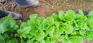 정연섭님의 기타작물 · 영농일지 작성글 사진