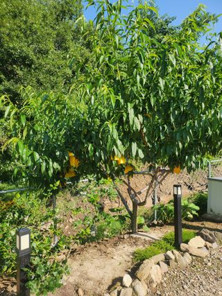 김응진님의 복숭아 · 영농일지 작성글 사진