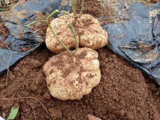 화우농원님의 감자 · 영농일지 작성글 사진