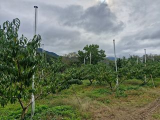 성은모님의 복숭아 · 영농일지 작성글 사진