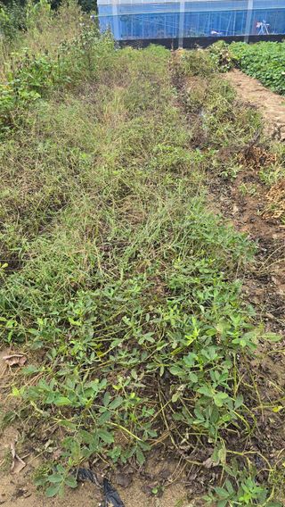 전영순님의 기타작물 · 영농일지 작성글 사진