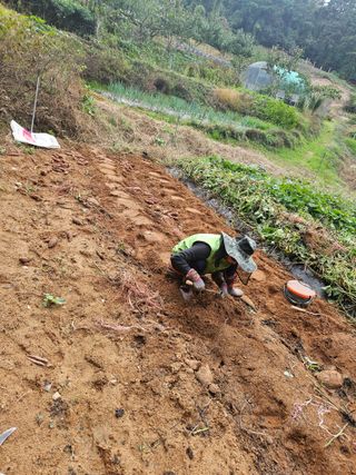 장흥식님의 고구마 · 영농일지 작성글 사진
